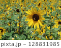 北杜市、明野のひまわり畑（大輪のヒマワリとミツバチ） 128831985