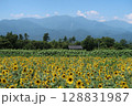 北杜市、明野のひまわり畑と南アルプスの山並み 128831987