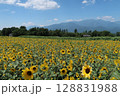 北杜市、明野のひまわり畑と南アルプスの山並み 128831988