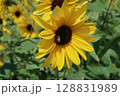 北杜市、明野のひまわり畑（大輪のヒマワリとミツバチ） 128831989