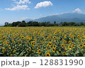 北杜市、明野のひまわり畑と南アルプスの山並み 128831990