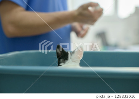 Veterinarian Prepares Injection for Pet Rabbit at Clinic 128832010