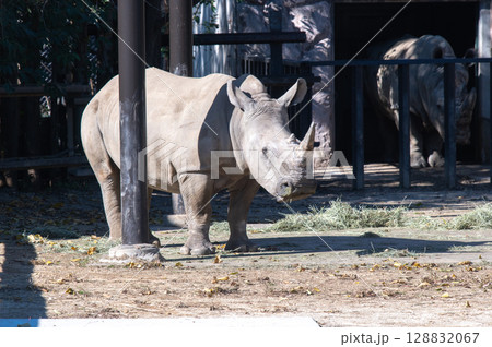 サイの午後 128832067