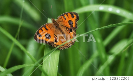 タテハモドキ 128832205