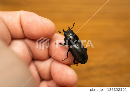 手に乗ったコクワガタのメス 128832392