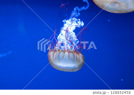 神秘の蒼 ― 幻想的に漂うクラゲたち 128832458