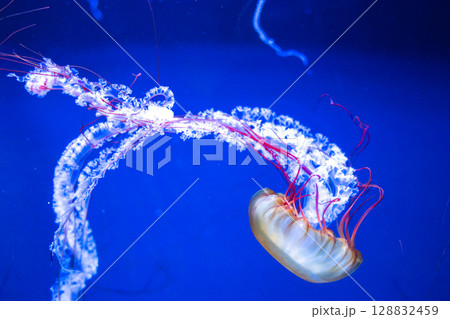 神秘の蒼 ― 幻想的に漂うクラゲたち 128832459