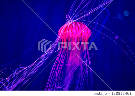 神秘の蒼 ― 幻想的に漂うクラゲたち 128832461