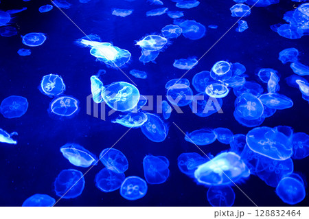 神秘の蒼 ― 幻想的に漂うクラゲたち 128832464