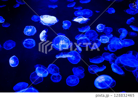 神秘の蒼 ― 幻想的に漂うクラゲたち 128832465