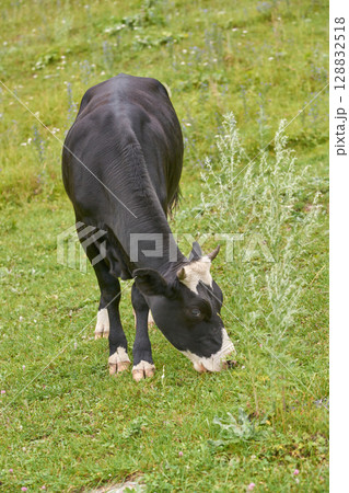 Black and white cow grazing on green pasture in summer countryside landscape Black and white cow grazing on green pasture in summer countryside landscape 128832518