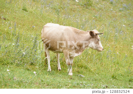 Lone cow grazing on lush green meadow in serene countryside with wildflowers 128832524