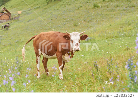 Brown and white cow grazing in green field with wildflowers and rustic wooden 128832527