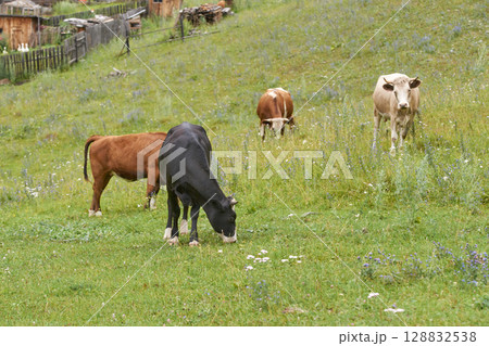 Cows grazing peacefully on green pasture in rural countryside with wooden fences 128832538