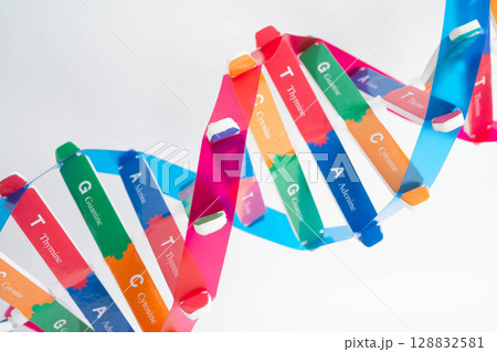 DNA molecule spiral structure model isolated on white background, chromosome and gene chemical science biology. 128832581