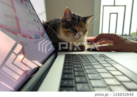 Sleepy cat sit in typical feline pose near laptop. Pet owner work at desk, pet favorite napping spot Sleepy cat sit in typical feline pose near laptop. Pet owner work at desk, pet favorite napping spot 128832648