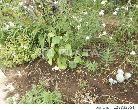 剪定の終わった紫陽花とガウラの白い花 128832651