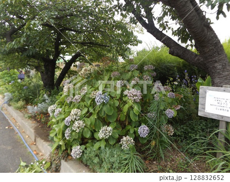 剪定途中の紫陽花 128832652