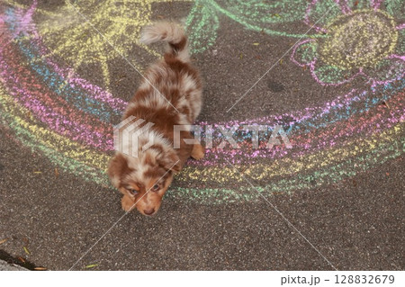 The dog appears to be curious and is looking at the drawing The dog appears to be curious and is looking at the drawing 128832679