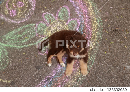 Brown and white dog is laying on a sidewalk with a colorful design 128832680