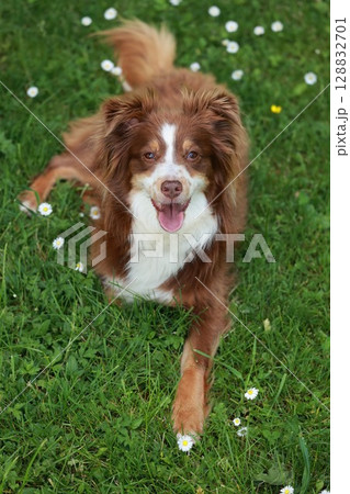 Brown and white dog is laying in the grass next to a field of daisies 128832701