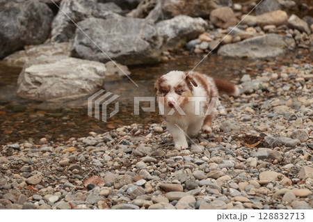 Small dog is walking on a rocky beach 128832713