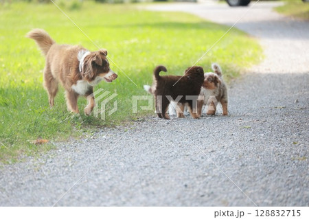 Three dogs are playing in a grassy area near a road Three dogs are playing in a grassy area near a road 128832715