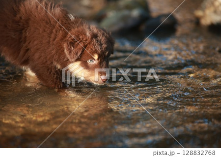Brown dog is drinking water from a stream Brown dog is drinking water from a stream 128832768