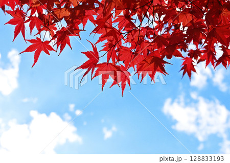 秋の鶴見緑地公園 紅葉の風景 大阪観光スポット 秋の鶴見緑地公園 紅葉の風景 大阪観光スポット 128833193