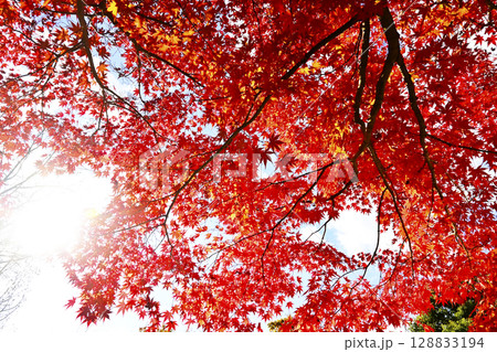 秋の鶴見緑地公園 紅葉の風景 大阪観光スポット 秋の鶴見緑地公園 紅葉の風景 大阪観光スポット 128833194