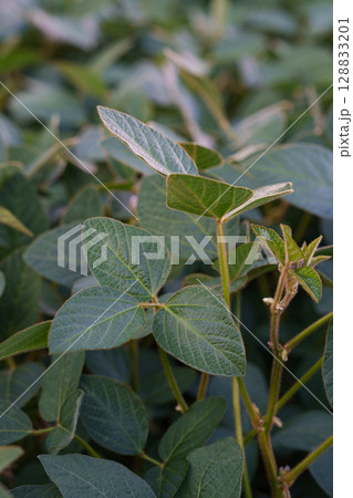 Green soybean bushes grow in fertile soil under the sun. It is a legume and oilseed crop widely used in the food industry and agriculture. Green soybean bushes grow in fertile soil under the sun. It is a legume and oilseed crop widely used in the food industry and agriculture. 128833201