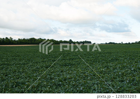 A large agricultural field of soybeans stretching to the horizon. 128833203