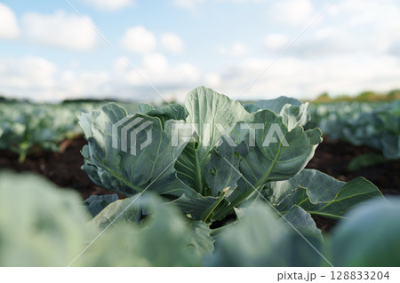 Green cabbage growing in an open field under a blue sky with soft clouds. Green cabbage growing in an open field under a blue sky with soft clouds. 128833204