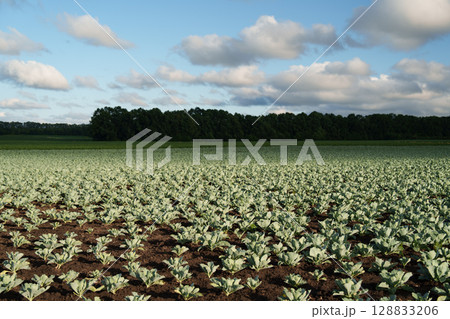 Field of young cabbage at dawn. Farming, ecology, organic products, agribusiness. Field of young cabbage at dawn. Farming, ecology, organic products, agribusiness. 128833206
