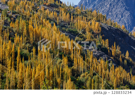 The autumn scenery with Hindu Kush mountain range in the background is very beautiful, Gahkuch,northern Pakistan. 128833234