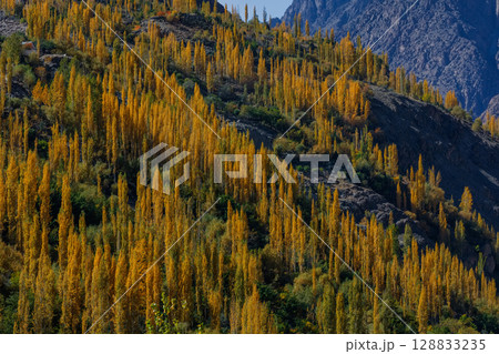 The autumn scenery with Hindu Kush mountain range in the background is very beautiful, Gahkuch,northern Pakistan. 128833235