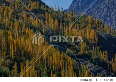 The autumn scenery with Hindu Kush mountain range in the background is very beautiful, Gahkuch,northern Pakistan. 128833236
