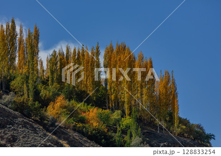 The autumn scenery with Hindu Kush mountain range in the background is very beautiful, Gahkuch,northern Pakistan. 128833254