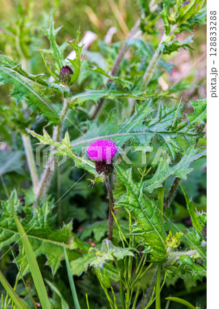 静岡県掛川市幡鎌 天竜浜名湖鉄道と沿線の風景 静岡県掛川市幡鎌 天竜浜名湖鉄道と沿線の風景 128833288