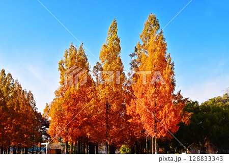 秋の鶴見緑地公園　メタセコイアの紅葉　大阪観光スポット　紅葉したメタセコイアの並木 128833343