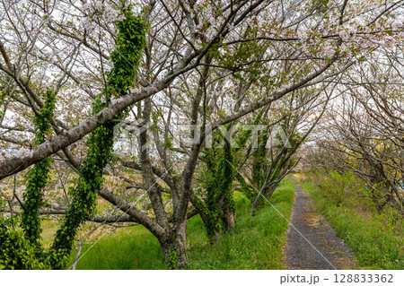 静岡県掛川市幡鎌 天竜浜名湖鉄道と沿線の風景 静岡県掛川市幡鎌 天竜浜名湖鉄道と沿線の風景 128833362