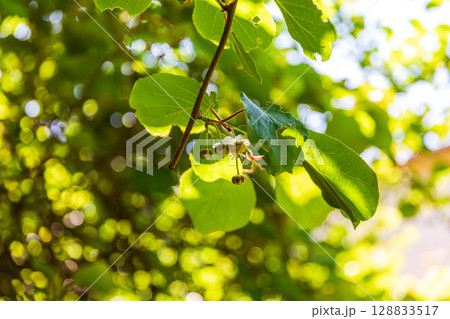 静岡県周智郡森町鍛治島　山里の風景 128833517