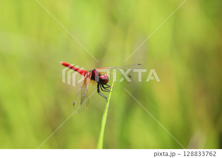 ハッチョウトンボのオス ハッチョウトンボのオス 128833762
