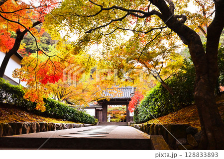 南禅寺最勝院の紅葉　京都の紅葉の名所　紅葉の美しい参道　秋の最勝院高徳庵 128833893