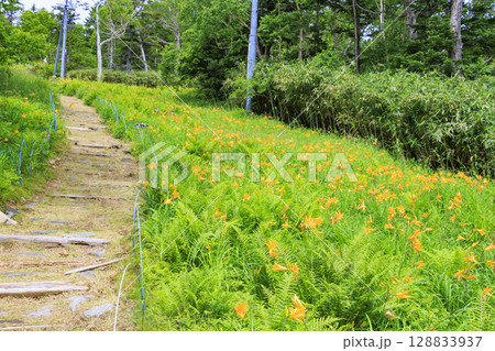 ニッコウキスゲ満開の東館山高山植物園 128833937