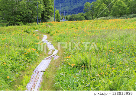 ニッコウキスゲ満開の東館山高山植物園 ニッコウキスゲ満開の東館山高山植物園 128833959