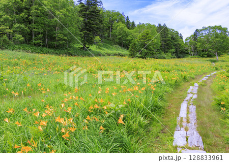 ニッコウキスゲ満開の東館山高山植物園 ニッコウキスゲ満開の東館山高山植物園 128833961