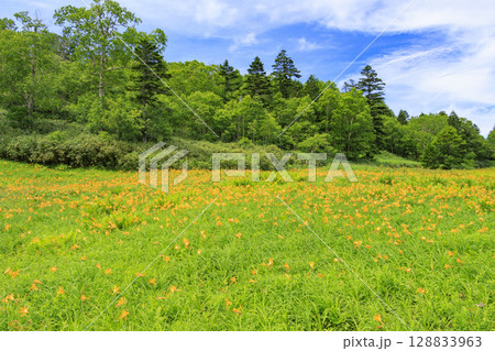 ニッコウキスゲ満開の東館山高山植物園 ニッコウキスゲ満開の東館山高山植物園 128833963