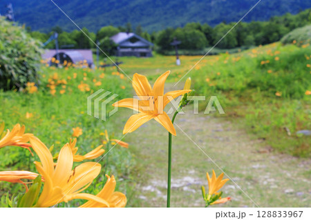 ニッコウキスゲ満開の東館山高山植物園 ニッコウキスゲ満開の東館山高山植物園 128833967