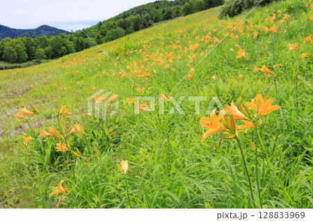 ニッコウキスゲ満開の東館山高山植物園 128833969